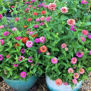 Zinnia Thumbelina Mix - Renee's Garden Seeds