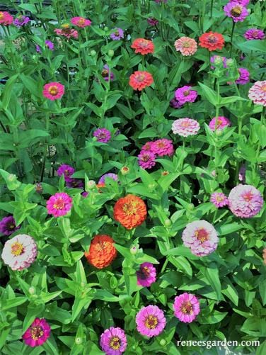 Zinnia Thumbelina Mix - Renee's Garden Seeds