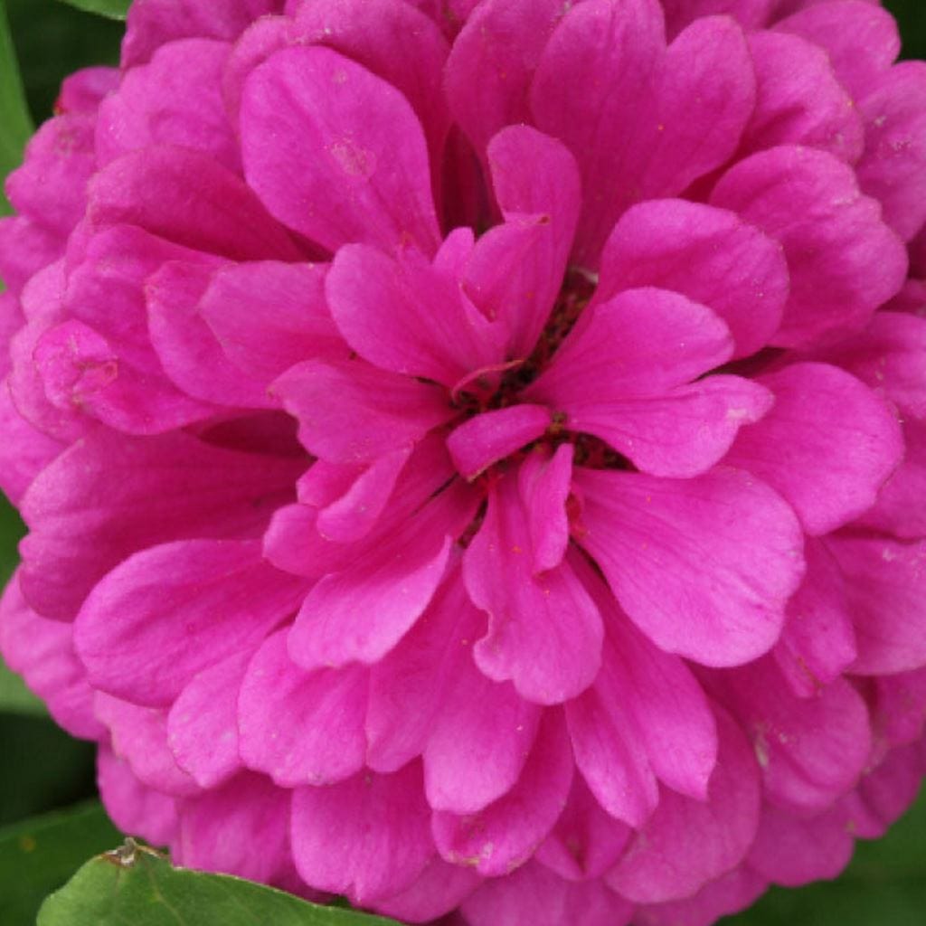 Zinnia Violet Queen Giant Double, Sow Easy - McKenzie Seeds