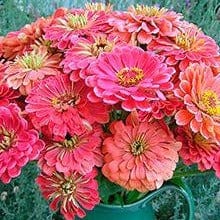 Zinnias Apricot Blush - Renee's Garden Seeds