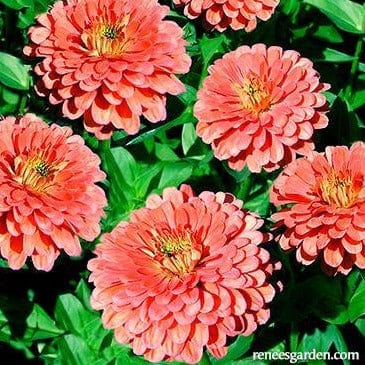 Zinnias Apricot Blush - Renee's Garden Seeds