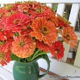 Zinnias Apricot Blush - Renee's Garden Seeds