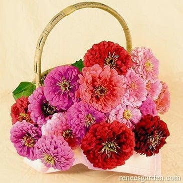 Zinnias Berry Basket - Renee's Garden Seeds