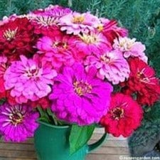 Zinnias Berry Basket - Renee's Garden Seeds