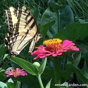 Zinnias Berry Basket - Renee's Garden Seeds