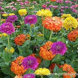 Zinnias Bling Bling - Renee's Garden Seeds