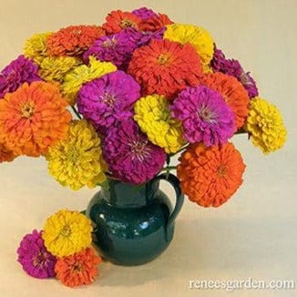 Zinnias Bling Bling - Renee's Garden Seeds