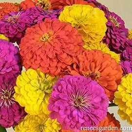 Zinnias Bling Bling - Renee's Garden Seeds