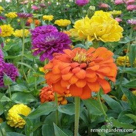 Zinnias Bling Bling - Renee's Garden Seeds