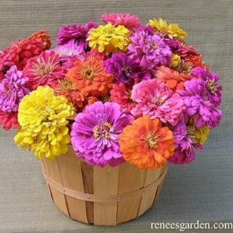 Zinnias Cabaret - Renee's Garden Seeds