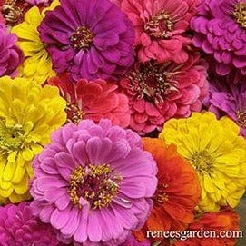 Zinnias Cabaret - Renee's Garden Seeds