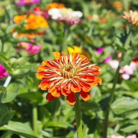 Zinnias California Giants - West Coast Seeds