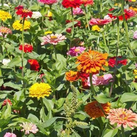 Zinnias California Giants - West Coast Seeds