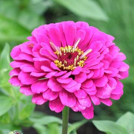 Zinnias California Giants - West Coast Seeds