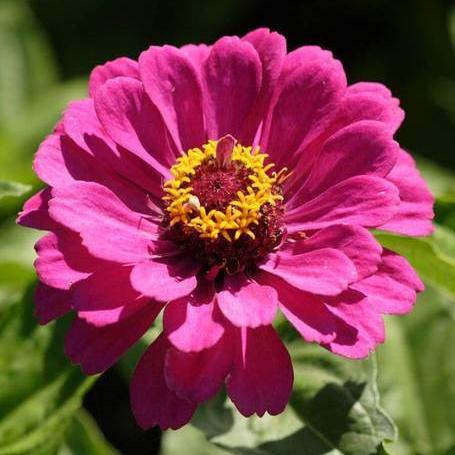 Zinnias California Giants - West Coast Seeds