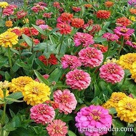 Butterfly Zinnias Cha-Cha-Cha