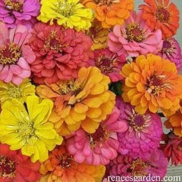 Butterfly Zinnias Cha-Cha-Cha