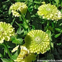 Zinnias Green Envy - Renee's Garden Seeds