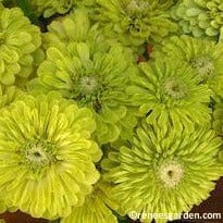 Zinnias Green Envy - Renee's Garden Seeds