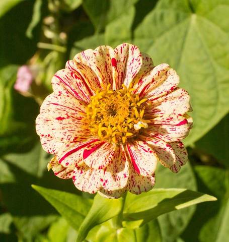 Zinnias Peppermint Stick - West Coast Seeds Ltd West Coast Seeds Ltd