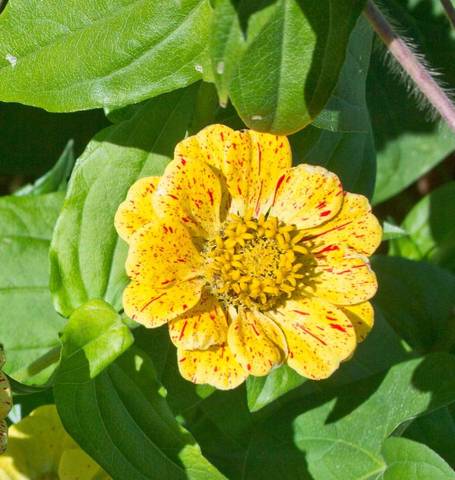 Zinnias Peppermint Stick - West Coast Seeds Ltd West Coast Seeds Ltd