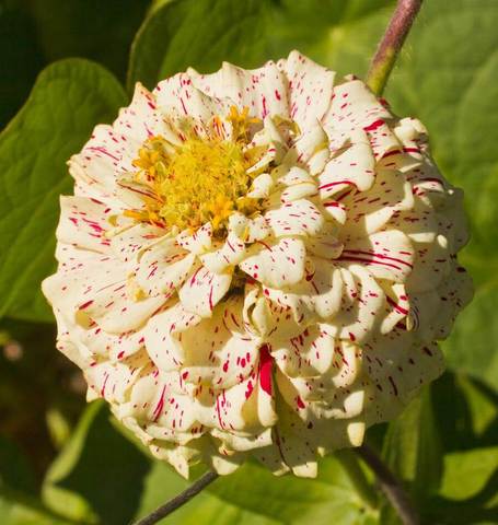 Zinnias Peppermint Stick - West Coast Seeds Ltd West Coast Seeds Ltd