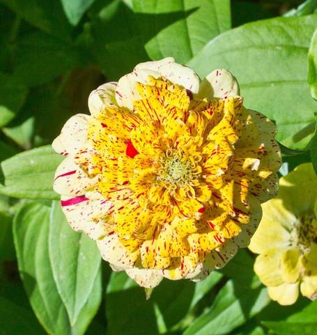 Zinnias Peppermint Stick - West Coast Seeds Ltd West Coast Seeds Ltd