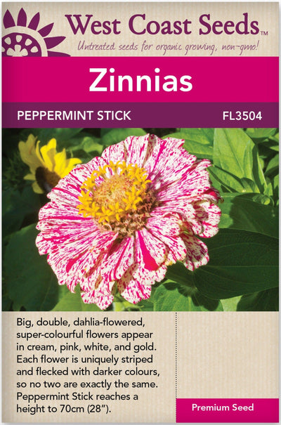 Zinnias Peppermint Stick - West Coast Seeds Ltd West Coast Seeds Ltd