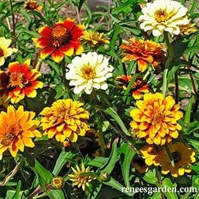 Zinnias Persian Carpet - Renee's Garden Seeds