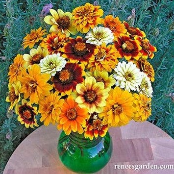 Zinnias Persian Carpet - Renee's Garden Seeds