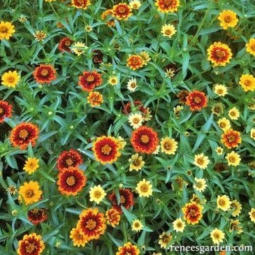 Zinnias Persian Carpet - Renee's Garden Seeds