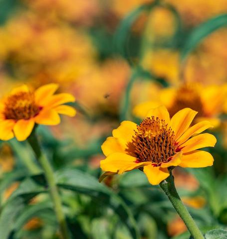 Zinnias Soleado - West Coast Seeds Ltd West Coast Seeds Ltd