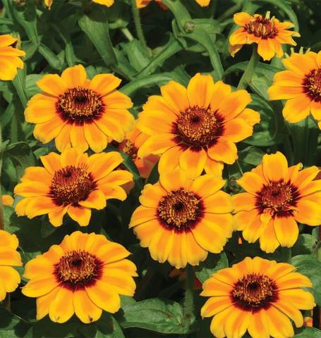 Zinnias Soleado - West Coast Seeds Ltd West Coast Seeds Ltd