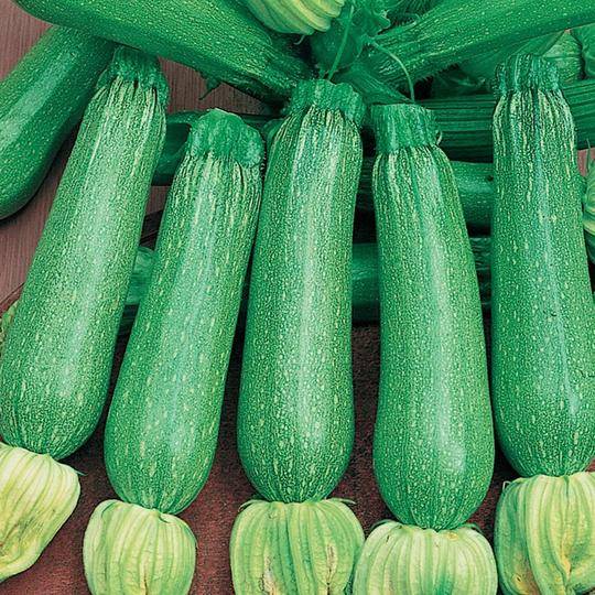 Zucchini Alberella Di Sarzana - McKenzie Seeds