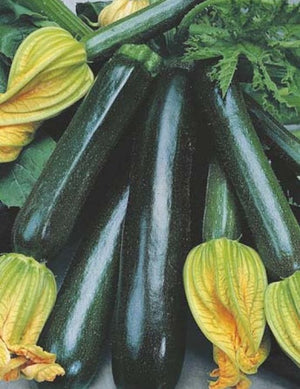 Zucchini Black Beauty Organic - Mr. Fothergill's Footprint Products