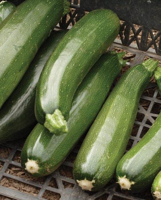 Zucchini Black Beauty - West Coast Seeds West Coast Seeds Ltd