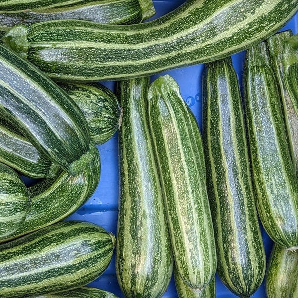 Zucchini Cocozelle - Saanich Organics Saanich Organics