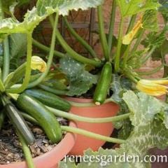 Zucchini Container Astia - Renee's Garden