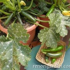 Zucchini Container Astia - Renee's Garden