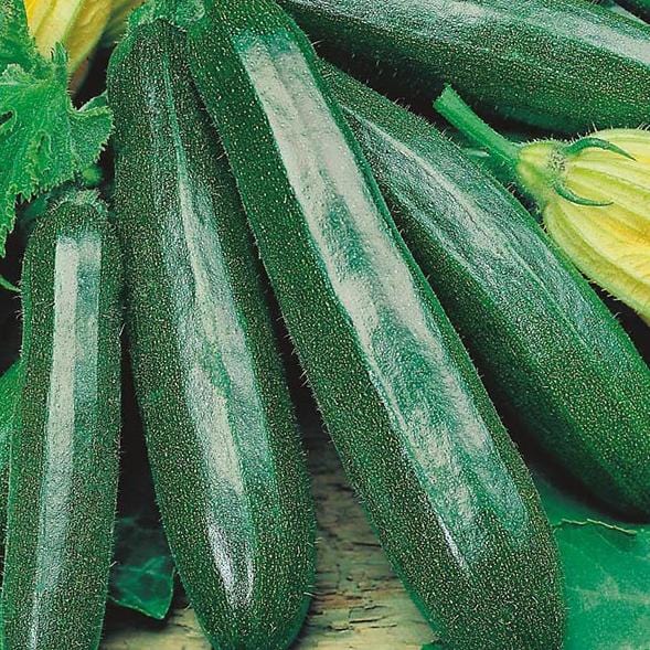 Squash Courgette Primula F1 - MF Seeds