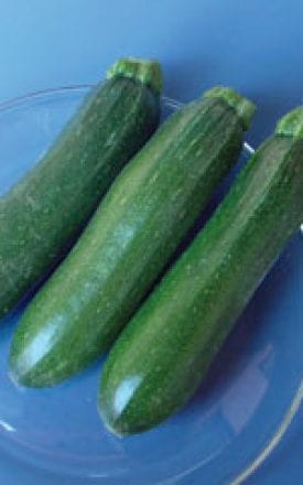 Zucchini Dark Green - Aimer's Organic Seeds Ontario Seed Company Ltd