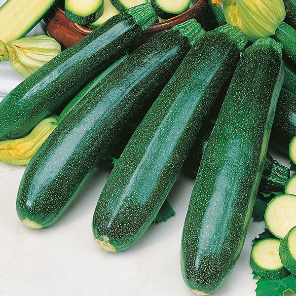 Squash Dark Green Zucchini