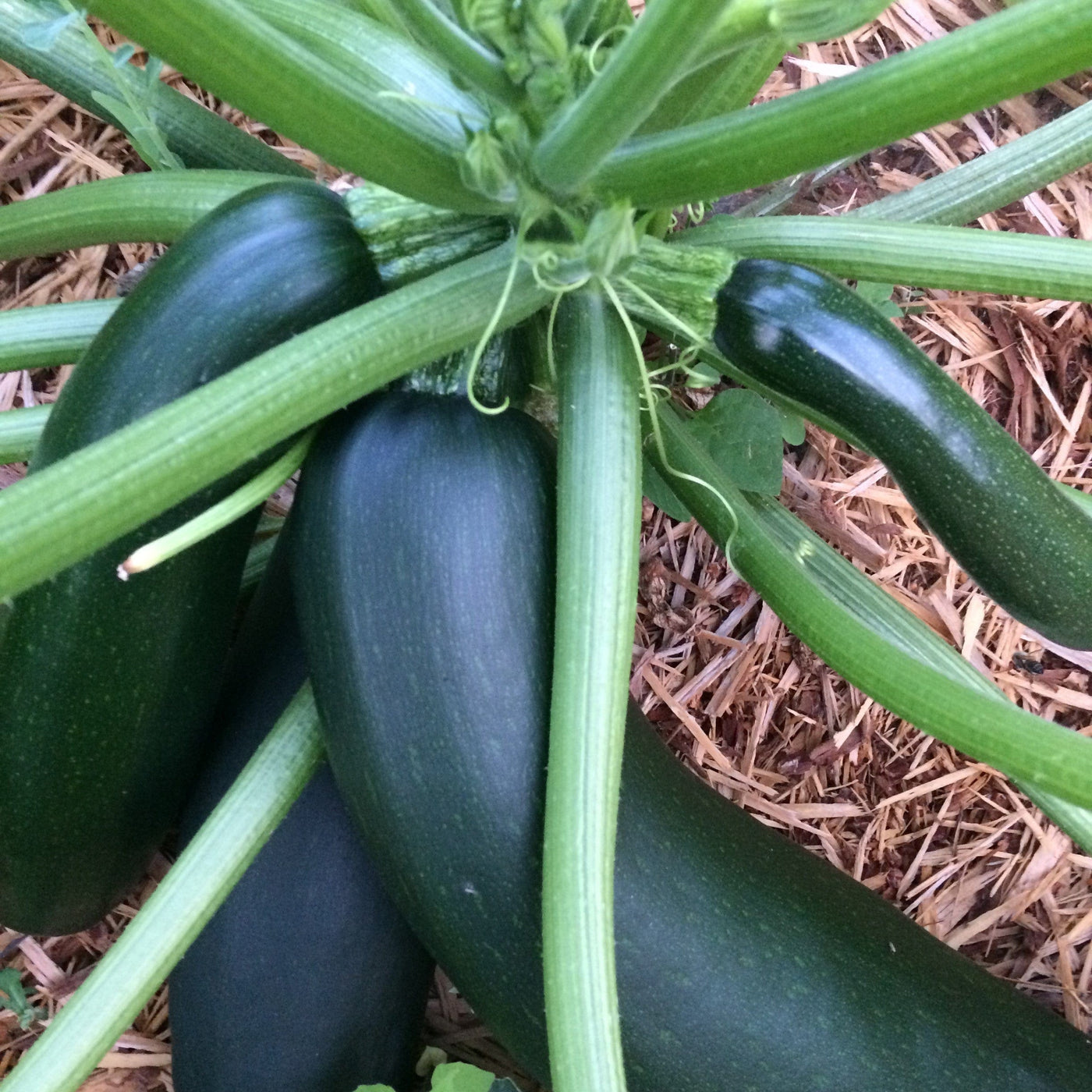Zucchini Dark Star - Good Earth Farms 