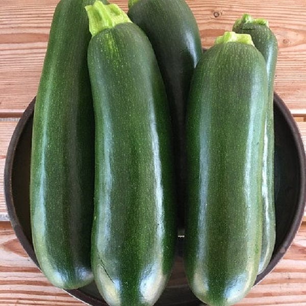 Zucchini Dark Star - Saanich Organics Saanich Organics