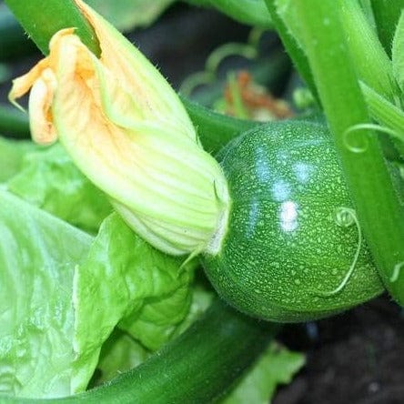 Zucchini Eight Ball - West Coast Seeds