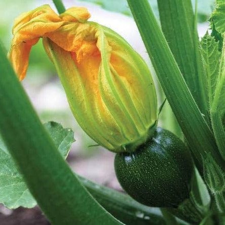 Zucchini Eight Ball - West Coast Seeds