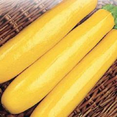 Zucchini Gold Rush - McKenzie Seeds