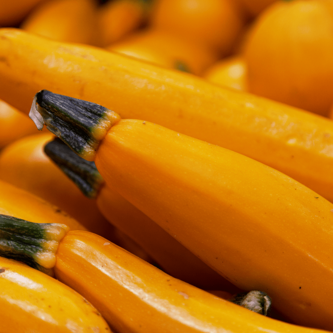 Zucchini Golden - Aimer's Organic Seeds Ontario Seed Company Ltd