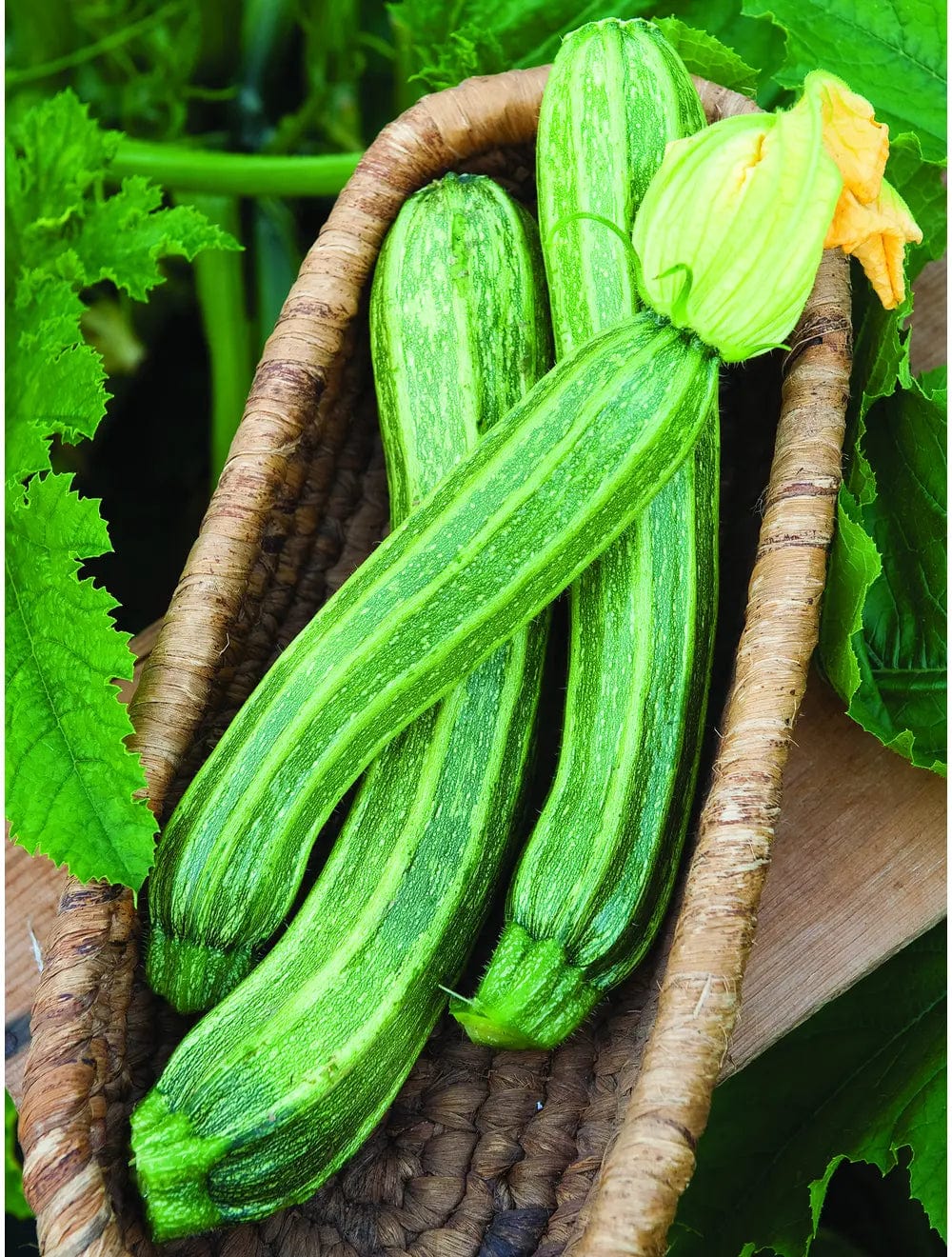 Zucchini Italian Ribbed - Burpee Seeds Burpee Canada