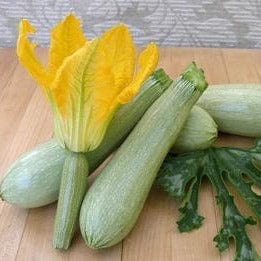 Zucchini Ortolana di Faenza - Renee's Garden Seeds